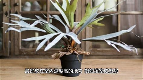 台灣吉利數字 鹿角蕨室內風水